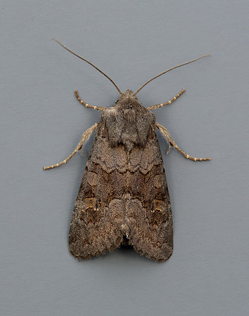 73.231 BF2231 Deep-brown Dart Aporophyla lutulenta