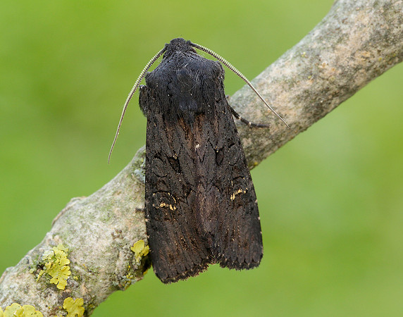 73.233 BF2232 Black Rustic Aporophyla nigra