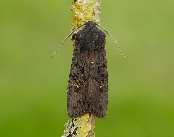 73.233 BF2232 Black Rustic Aporophyla nigra