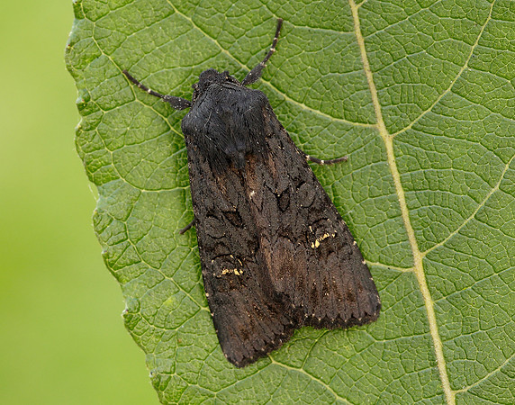 73.233 BF2232 Black Rustic Aporophyla nigra