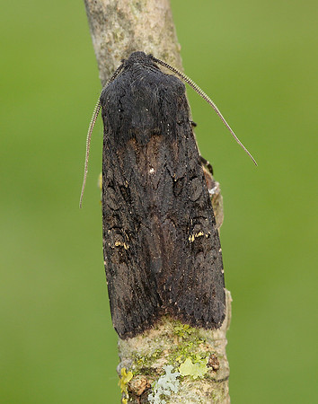 73.233 BF2232 Black Rustic Aporophyla nigra