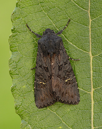 73.233 BF2232 Black Rustic Aporophyla nigra