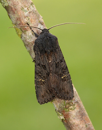 73.233 BF2232 Black Rustic Aporophyla nigra