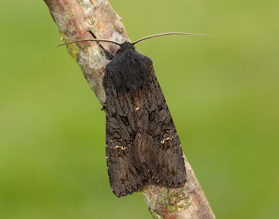 73.233 BF2232 Black Rustic Aporophyla nigra