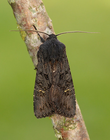 73.233 BF2232 Black Rustic Aporophyla nigra