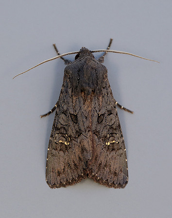 73.233 BF2232 Black Rustic Aporophyla nigra