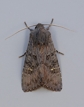 73.233 BF2232 Black Rustic Aporophyla nigra