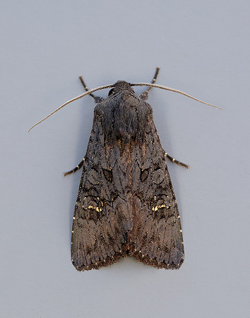 73.233 BF2232 Black Rustic Aporophyla nigra