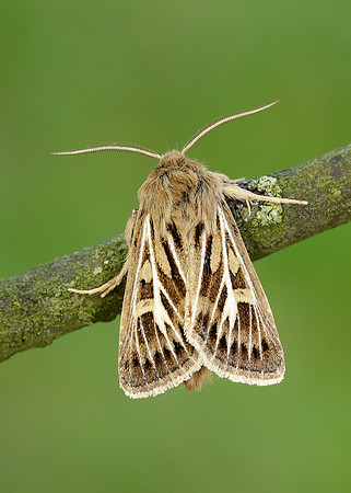73.254 BF2176 Antler Moth Cerapteryx graminis