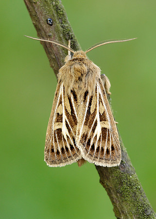 73.254 BF2176 Antler Moth Cerapteryx graminis