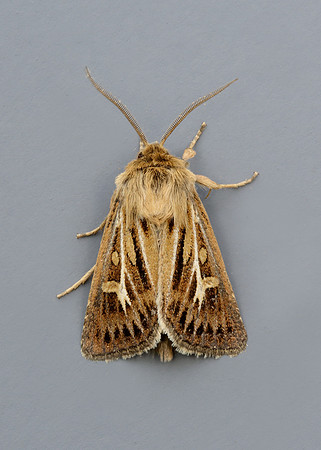 73.254 BF2176 Antler Moth Cerapteryx graminis