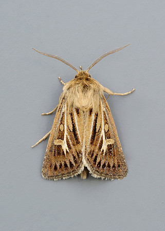 73.254 BF2176 Antler Moth Cerapteryx graminis
