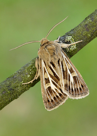 73.254 BF2176 Antler Moth Cerapteryx graminis