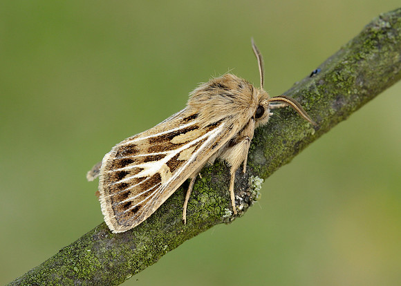 73.254 BF2176 Antler Moth Cerapteryx graminis