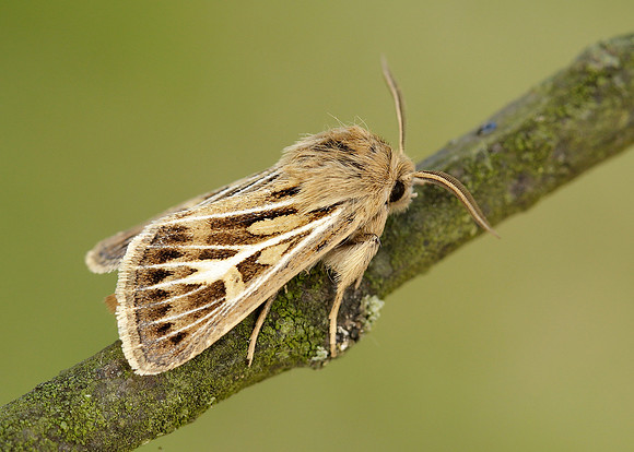 73.254 BF2176 Antler Moth Cerapteryx graminis