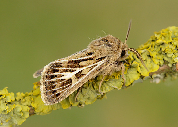 73.254 BF2176 Antler Moth Cerapteryx graminis