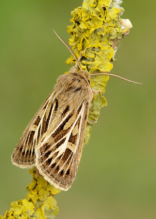 73.254 BF2176 Antler Moth Cerapteryx graminis