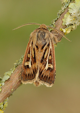 73.254 BF2176 Antler Moth Cerapteryx graminis