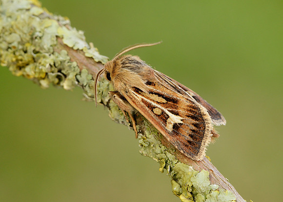 73.254 BF2176 Antler Moth Cerapteryx graminis