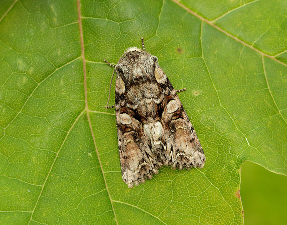 73.265 BF2156 Beautiful Brocade Lacanobia contigua
