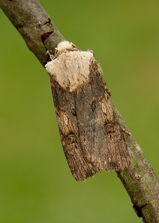 73.325 BF2092 Shuttle-shaped Dart Agrotis puta