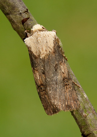 73.325 BF2092 Shuttle-shaped Dart Agrotis puta