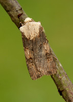73.325 BF2092 Shuttle-shaped Dart Agrotis puta