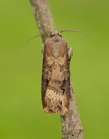 73.327 BF2091 Dark Sword-grass Agrotis ipsilon