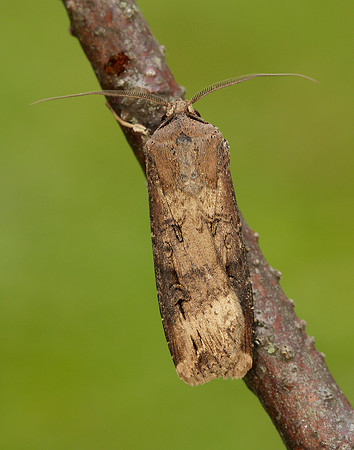 73.327 BF2091 Dark Sword-grass Agrotis ipsilon