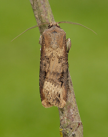 73.327 BF2091 Dark Sword-grass Agrotis ipsilon