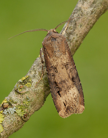 73.327 BF2091 Dark Sword-grass Agrotis ipsilon