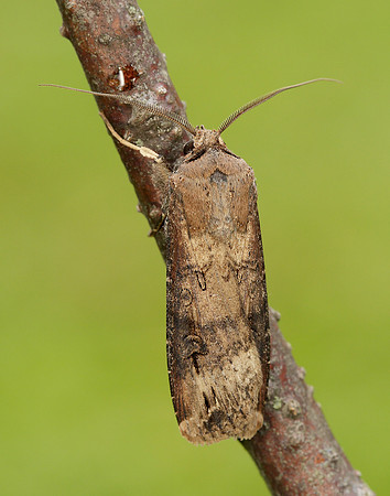 73.327 BF2091 Dark Sword-grass Agrotis ipsilon