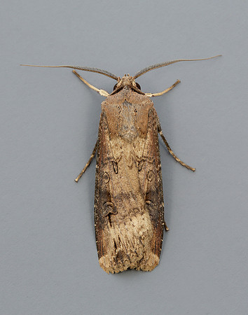 73.327 BF2091 Dark Sword-grass Agrotis ipsilon