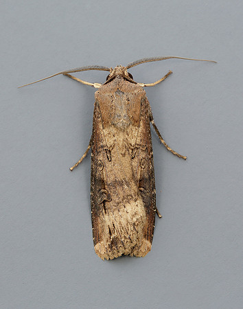 73.327 BF2091 Dark Sword-grass Agrotis ipsilon