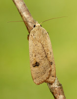 73.342 BF2107 Large Yellow Underwing Noctua pronuba