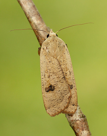 73.342 BF2107 Large Yellow Underwing Noctua pronuba