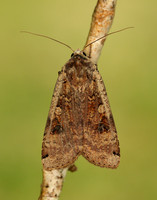 73.342 BF2107 Large Yellow Underwing Noctua pronuba