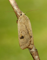 73.342 BF2107 Large Yellow Underwing Noctua pronuba