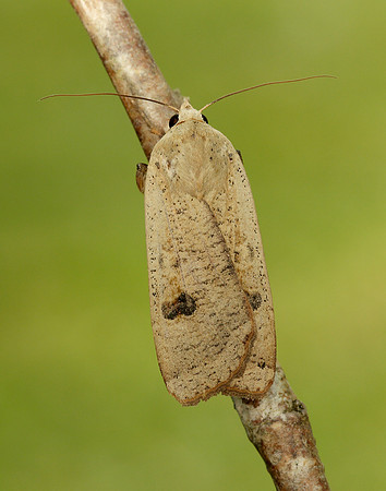 73.342 BF2107 Large Yellow Underwing Noctua pronuba