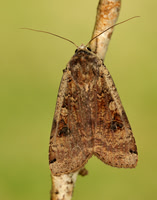 73.342 BF2107 Large Yellow Underwing Noctua pronuba