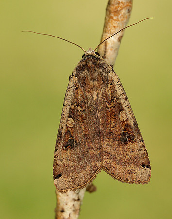 73.342 BF2107 Large Yellow Underwing Noctua pronuba