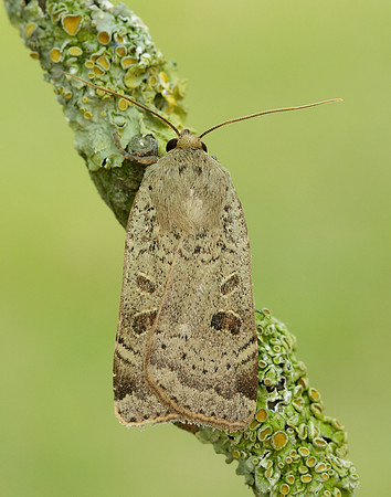 73.345 BF2109 Lesser Yellow Underwing Noctua comes