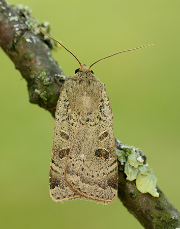 73.345 BF2109 Lesser Yellow Underwing Noctua comes