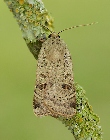 73.345 BF2109 Lesser Yellow Underwing Noctua comes