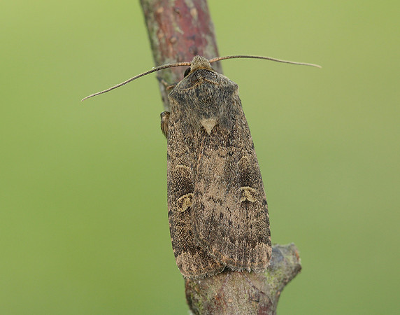 73.357 BF2134 Square-spot Rustic Xestia xanthographa