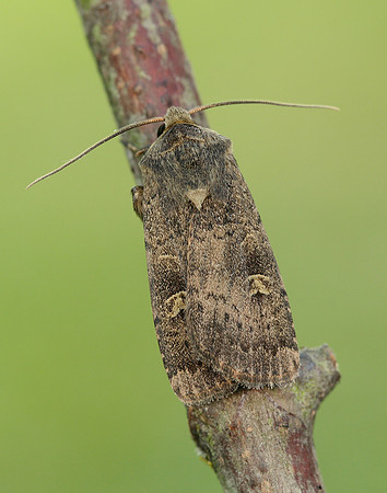 73.357 BF2134 Square-spot Rustic Xestia xanthographa
