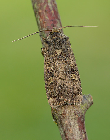 73.357 BF2134 Square-spot Rustic Xestia xanthographa