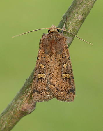 73.357 BF2134 Square-spot Rustic Xestia xanthographa
