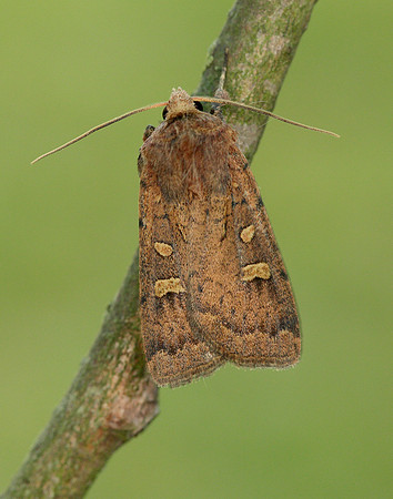 73.357 BF2134 Square-spot Rustic Xestia xanthographa