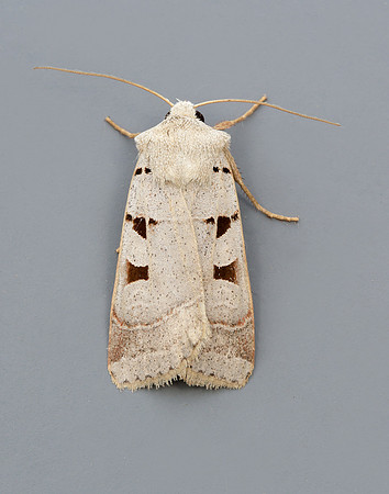 73.365 BF2117 Autumnal Rustic Eugnorisma glareosa